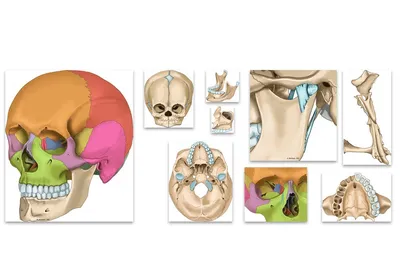 Кости черепа | Пикабу