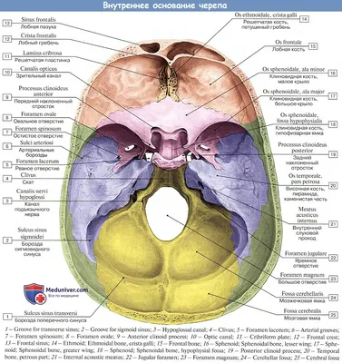 Стоматологическая модель черепа модель анатомического черепа медицинский  Скелет Анатомия 1:1 1 шт. | AliExpress