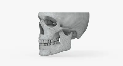 Женская анатомия черепа/черепа Иллюстрация штока - иллюстрации  насчитывающей биохимии, бело: 47171730