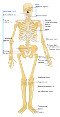 Рентгенография черепа. Вид сбоку плакат глянцевый А1+/А2+ › Купить оптом и  в розницу › Цена от завода