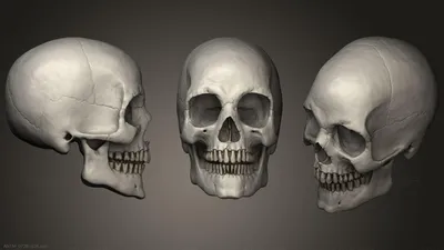 анатомическая иллюстрация неонового черепа, череп, анатомия, неон фон  картинки и Фото для бесплатной загрузки