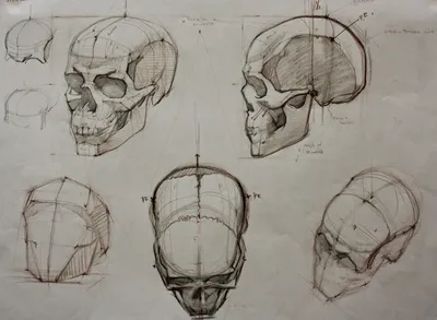 Анатомия: Внутреннее основание черепа (basis cranii interna)