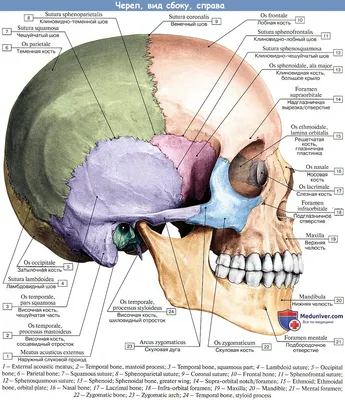 Череп (cranium); вид справа (полусхематично) | Череп, Учащиеся медучилища,  Анатомия человека
