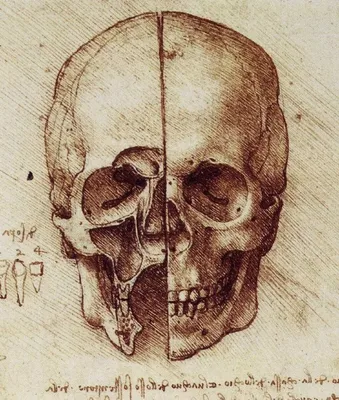 Череп (cranium); вид изнутри (получхематично) | Анатомическое искусство,  Череп, Рисование