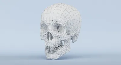 Анатомическая модель человеческого черепа, медицинский череп, анатомическая  анатомия человека, голова для изучения анатомии, | AliExpress