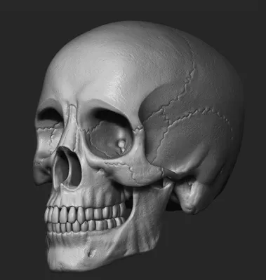 Анатомия скелеты и черепа - Человеческий череп, ANTM_0728 | 3D модель для  ЧПУ станка