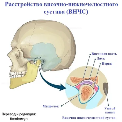 Анатомия черепа, сноски, иллюстрация, …» — создано в Шедевруме