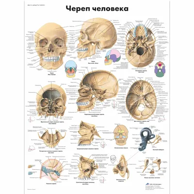 Анатомия черепа