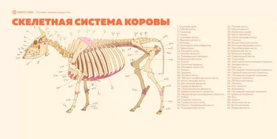 Строение вымени коровы