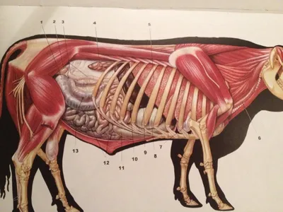 внутренняя анатомия коровы с органами Иллюстрация вектора - иллюстрации  насчитывающей художничества, тварь: 232624603