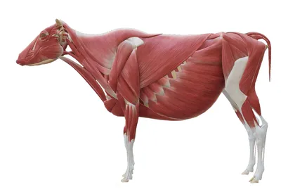 Органы основной коровы внутренние и отрезки говядины составляют схему  вектору Иллюстрация вектора - иллюстрации насчитывающей корова, еда:  65866495