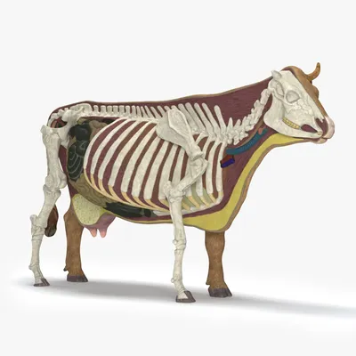 Диаграмма: Топография органов коровы справа | Quizlet