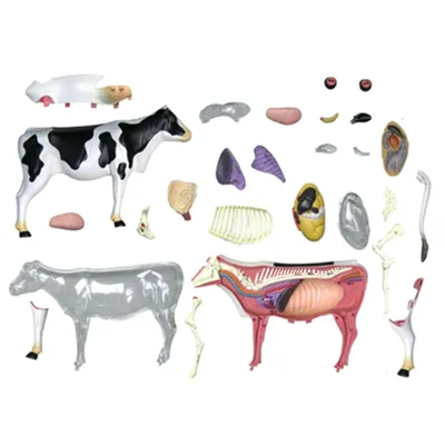 Анатомия конечнойстей коров - Vikbor - Функциональная и лечебная обрезка  копыт