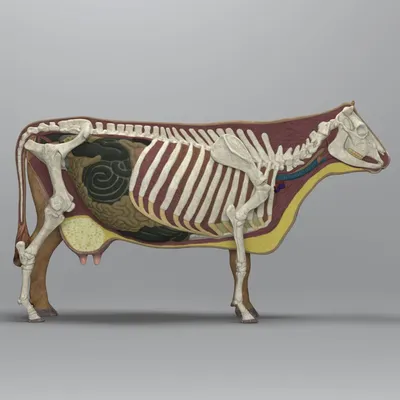 15. Анатомия и скелет коровы