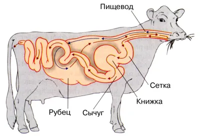 Строение желудка коровы: зачем корове жвачка? | БиоТрэш | Дзен