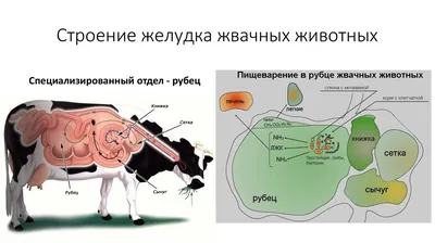 Знания коровы, металлический жестяной знак, анатомия, оловянный плакат,  животное, ферма, клуб, школа, образование, настенное украшение, налет 8x12  дюймов | AliExpress