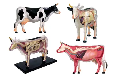 Анатомия конечнойстей коров - Vikbor - Функциональная и лечебная обрезка  копыт