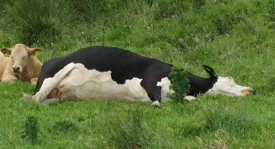 Картинка коровы Нос языком Макросъёмка животное Крупным 2560x1706