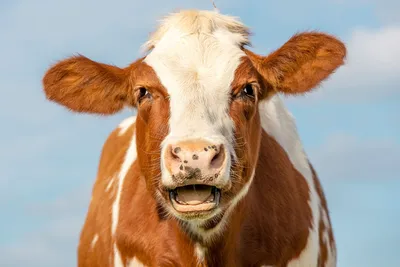 Перелома хвоста у молочных коров, последствия