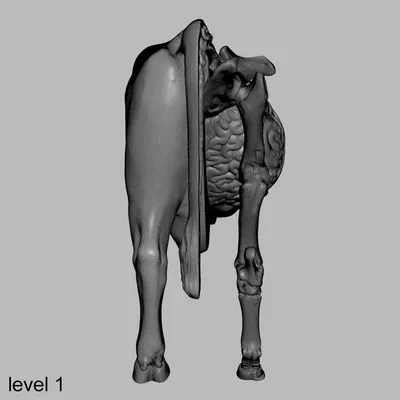 Бесплатный STL файл Анатомия бычьих мышц 🎨・Шаблон для загрузки и  3D-печати・Cults