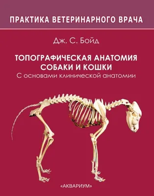 КТ-анатомия головы и шеи кошки : нормальная анатомия | vet-Anatomy