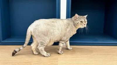Анатомия кошки подробная схема внутренних органов - Petstory