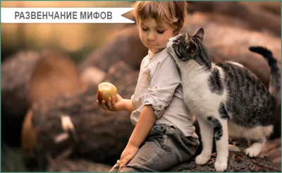 Иллюстрация Анатомия кота в стиле детский | Illustrators.ru