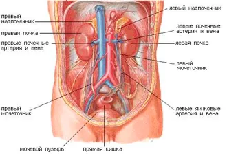 Анатомия мужской мочеполовой системы. Урология и андрология