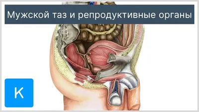 Стенд тактильно-звуковой «Анатомия человека» 640х840х89 мм