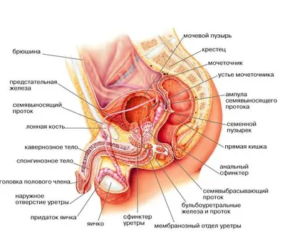 Анатомия тазового дна у мужчин - KinesioPro