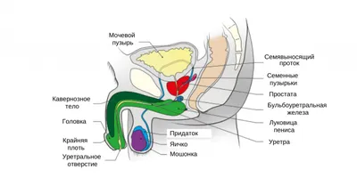 Мужской таз и репродуктивные органы - Анатомия человека | Kenhub - YouTube