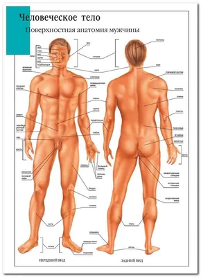 Анатомия тазового дна у мужчин - KinesioPro