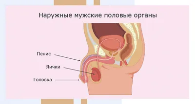 Анатомия мужчины Изображения – скачать бесплатно на Freepik