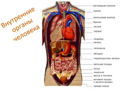 Поверхносная анатомия мужчины - плакат — цена 31 грн в каталоге Постеры ✓  Купить товары для дома и быта по доступной цене на Шафе | Украина #134796424