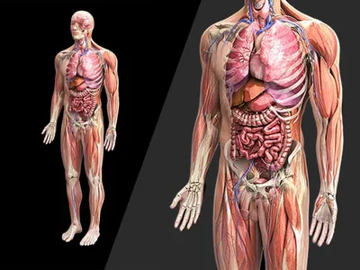 Постеры анатомия человека мышцы Плакаты для медиков Posuta 163665452 купить  за 264 ₽ в интернет-магазине Wildberries