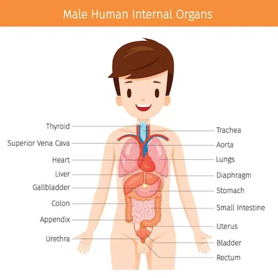 Анатомия мужчины, схема внутренних органов | Премиум векторы