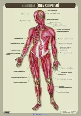 Анатомия и кожа всего тела мужчины 3D Модель $599 - .3ds .blend .c4d .fbx  .ma .obj .max .lxo .unknown - Free3D