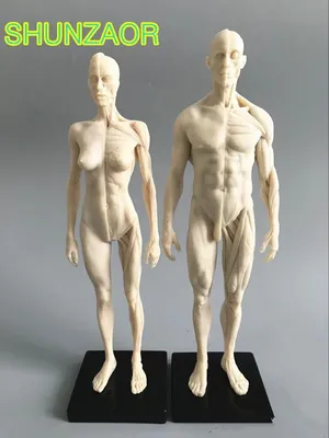Анатомия мужчины с верхней болью в спине Иллюстрация штока - иллюстрации  насчитывающей пригодность, судорога: 60859981