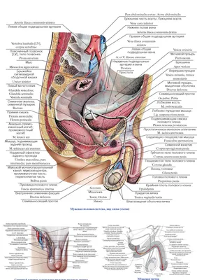 Анатомия органов таза мужчины - описание, заказать | Гэотар-мед