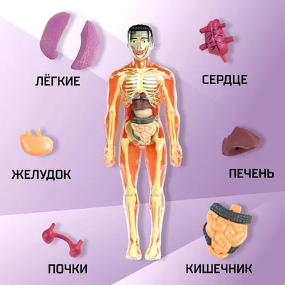 Большой атлас анатомии человека - купить спорта, красоты и здоровья в  интернет-магазинах, цены на Мегамаркет |