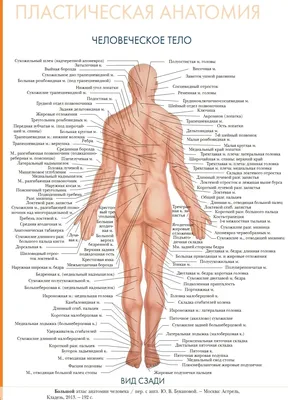 Фотографии внутренних органов человека в WebP формате | Внутренности  человека Фото №757540 скачать