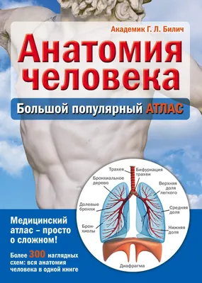 Мышцы человека: анатомия, строение, функции – Российский учебник