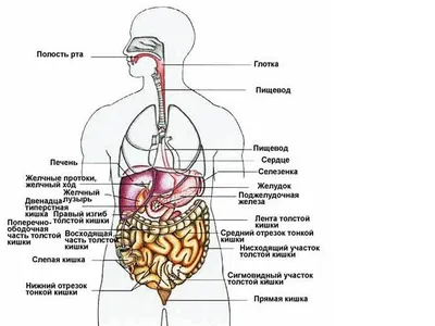 1:6 белая 30 см Анатомия человека, мужская и женская Анатомия тела,  сравнительная фотокамера, модель для макияжа | AliExpress