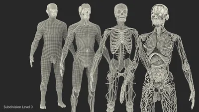 Анатомия мужчины: векторные изображения и иллюстрации, которые можно  скачать бесплатно | Freepik