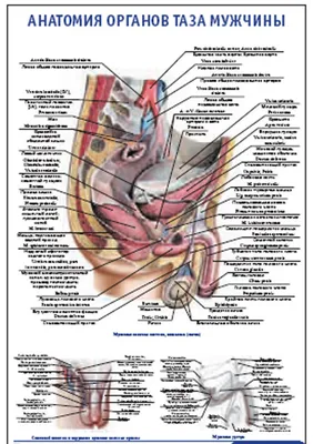 Плакат \"Анатомия органов таза мужчины\" (490*650)» • ISBN pg0024S • •  Медкнигасервис