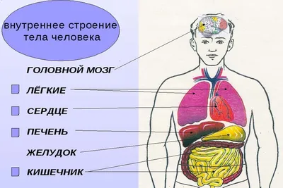 Набор для опытов «Строение тела», анатомия человека (2772939) - Купить по  цене от 550.00 руб. | Интернет магазин SIMA-LAND.RU