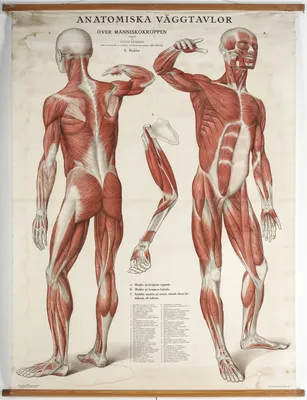 Анатомия человека сзади (29 фото)