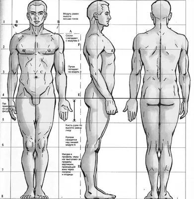 Анатомия человека Мужской - 3d stl модель для ЧПУ