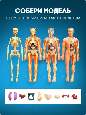 Раскраска Анатомия мужчины. анатомия человека пособие органы