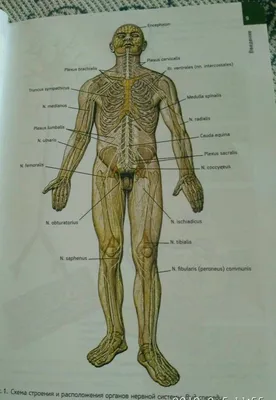 АНАТОМИЯ ЧЕЛОВЕКА | Энциклопедия Кругосвет